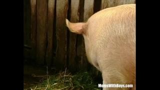 Жаркая порка среди свиней